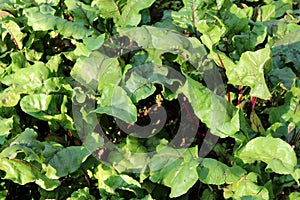 Beetroot or Beta vulgaris plants with large thick leaves and dark red stems growing in local garden