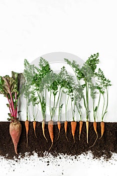 Beetroot and carrot. Growing plant isolated on white background