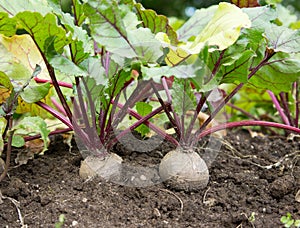 Beetroot in Farm