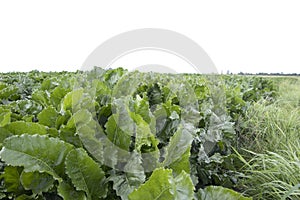 Beetroot in the field