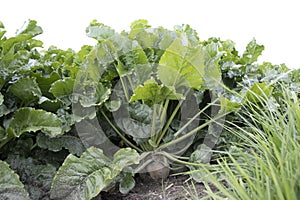 Beetroot in the field