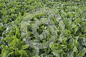Beetroot in the field