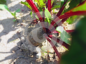 beetroot on the GARDEN