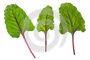 Beetroot green leaves, fresh beet leaf set isolated on white background with clipping path