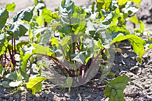 Beetroot growing in the garden