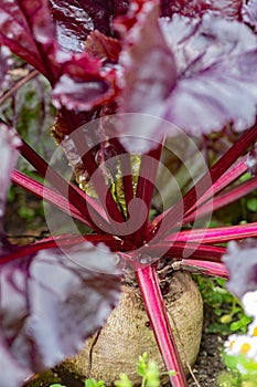 Beetroot growing in the garden