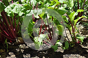 Beetroot growing in ground in a vegetable garden