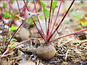 Beetroot growing in an organics farm.