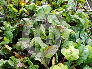 Small green growing beetroot Beetroot grows in the soil in the garden.Beetroot grows at the vegetable garden Close-up macro bokeh.