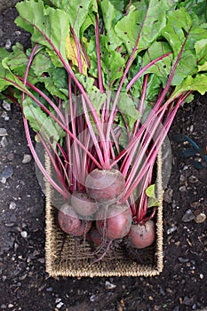 Beetroot Harvest