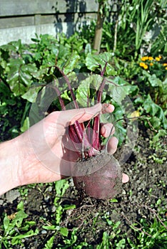 Beetroot harvesting - biological gardening