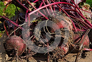 Beetroot, just harvested