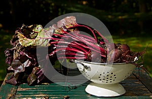 Beetroot, just harvested