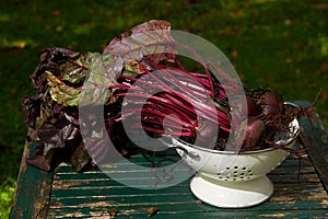 Beetroot, just harvested