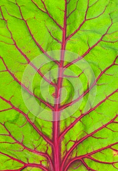Beetroot leaf background