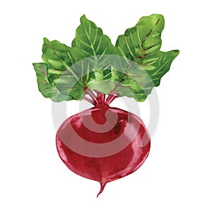 Beetroot with leaves