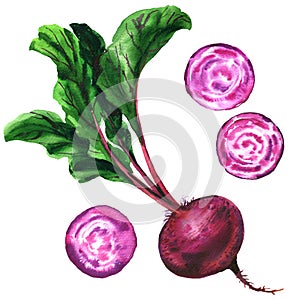 Beetroot with leaves, fresh whole and slices beet isolated, set beets, food, vegetable, watercolor illustration on white