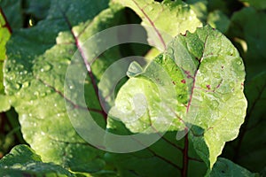 Beetroot leaves, plant growing in the garden.