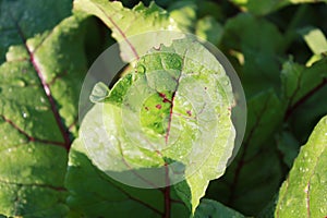 Beetroot leaves, plant growing in the garden.