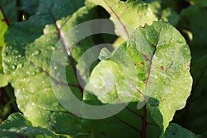 Beetroot leaves, plant growing in the garden.