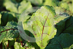 Beetroot leaves, plant growing in the garden.