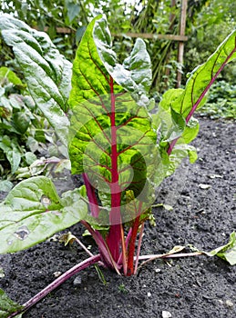 Beetroot plant in a vegetable garden