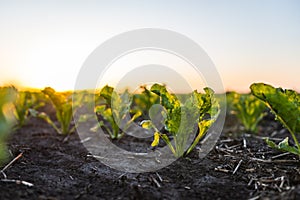 Beetroot plants growing in a fertile soil on a agricultural field. Cultivation of the sugar beet. Agriculture process.