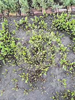 Beetroot plants in a small organic farm