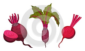 Beetroot or Red Beet with Top Leaves Vector Set