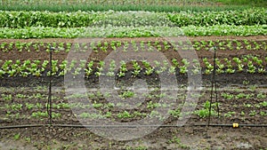 Beetroot red sprinkler fields irrigation robot automatic watering water pipe planting cultivated, spray farm farming