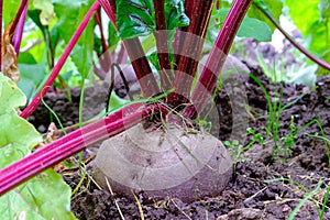 Beetroot. A root vegetable in the ground.