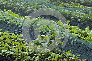 Beetroot and Swiss Chard plants growin in the vegetable farm under the plastic net protection