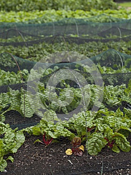 Beetroot and Swiss Chard plants growin in the vegetable farm under the plastic net protection