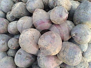 The beetroot is the taproot portion of a beet plant