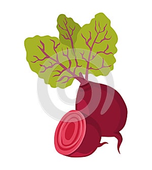 Beetroot vector.Fresh beetroot illustration