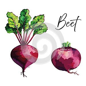 Beetroot vector illustration