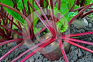 Beetroot in a vegetable garden