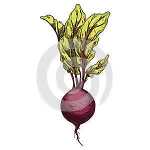Beetroot vegetable sketch. Hand drawn vector plant