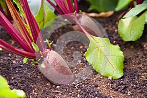 Beetroot in your own garden - organic vegetables