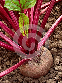 Beetroots bed