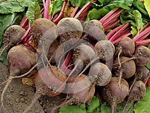 Beetroots harvest