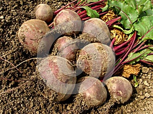 Beetroots harvest