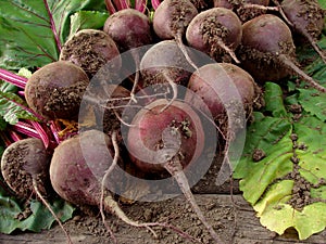 Beetroots harvest
