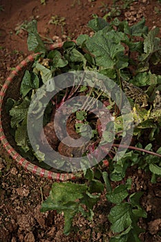 Beetroots harvesting at a farm in Dalat City photo