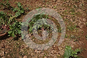 Beetroots harvesting at a farm in Dalat City photo