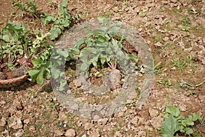 Beetroots harvesting at a farm in Dalat City photo