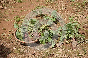 Beetroots harvesting at a farm in Dalat City photo