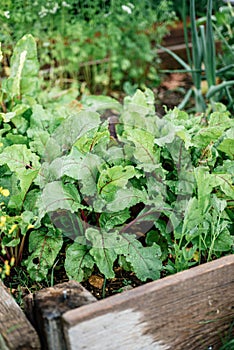 Beetroots in vegetable garden