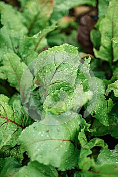 Beetroots in vegetable garden