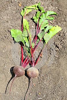 Beets